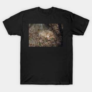 Sleeping Bobcat T-Shirt